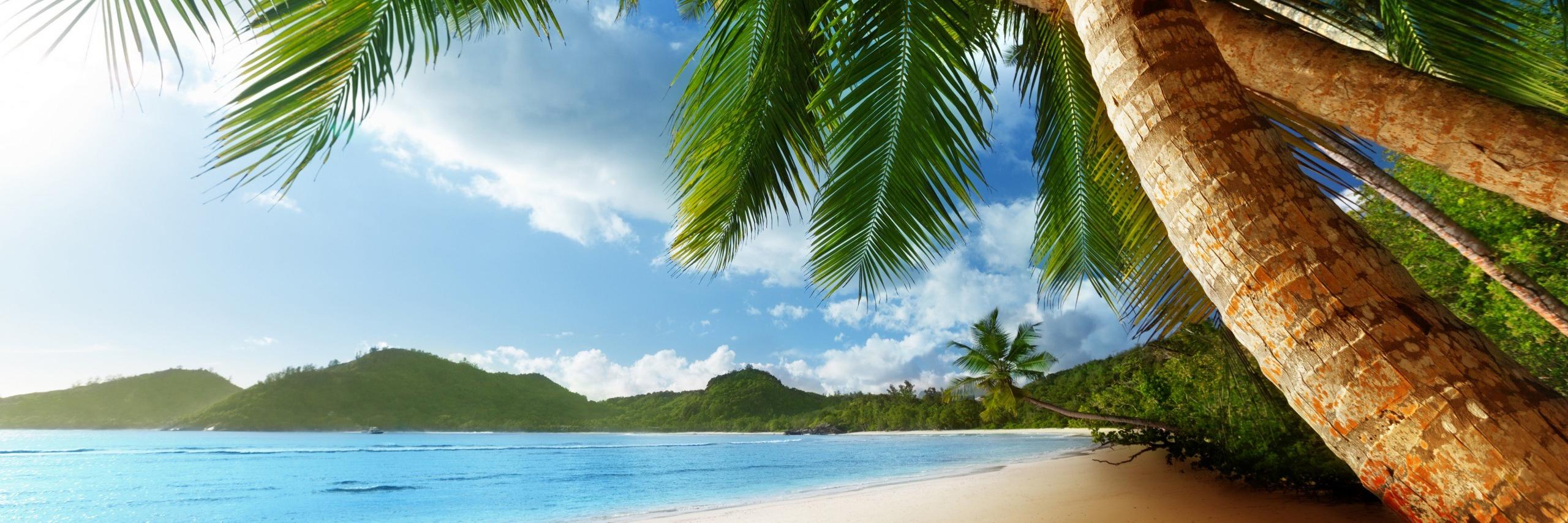 Y3PalmTreeClass's profile banner image