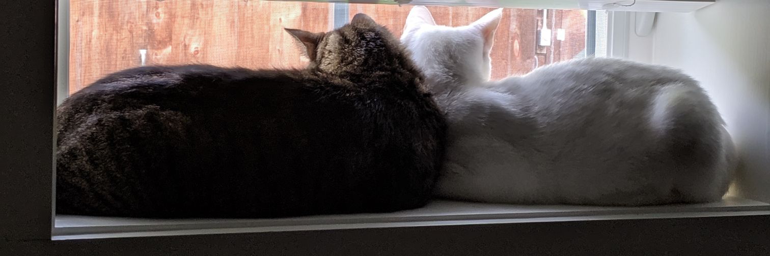 SleepyBadger's profile banner image