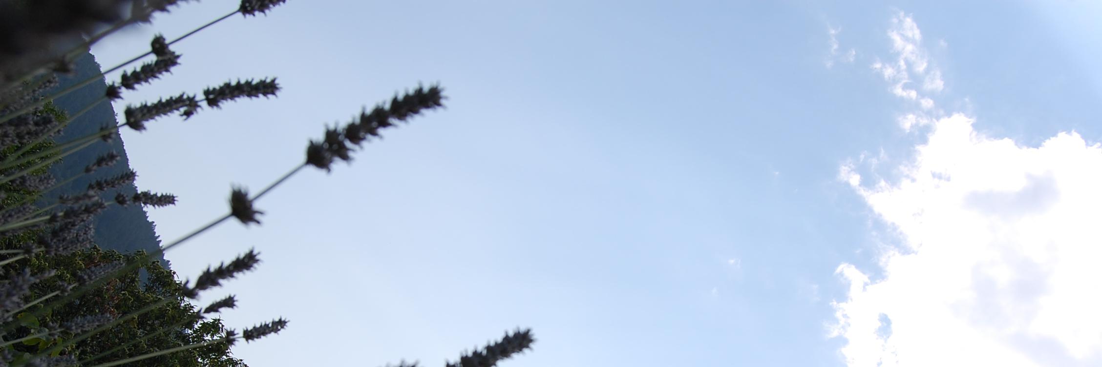 Ambra Messa banner