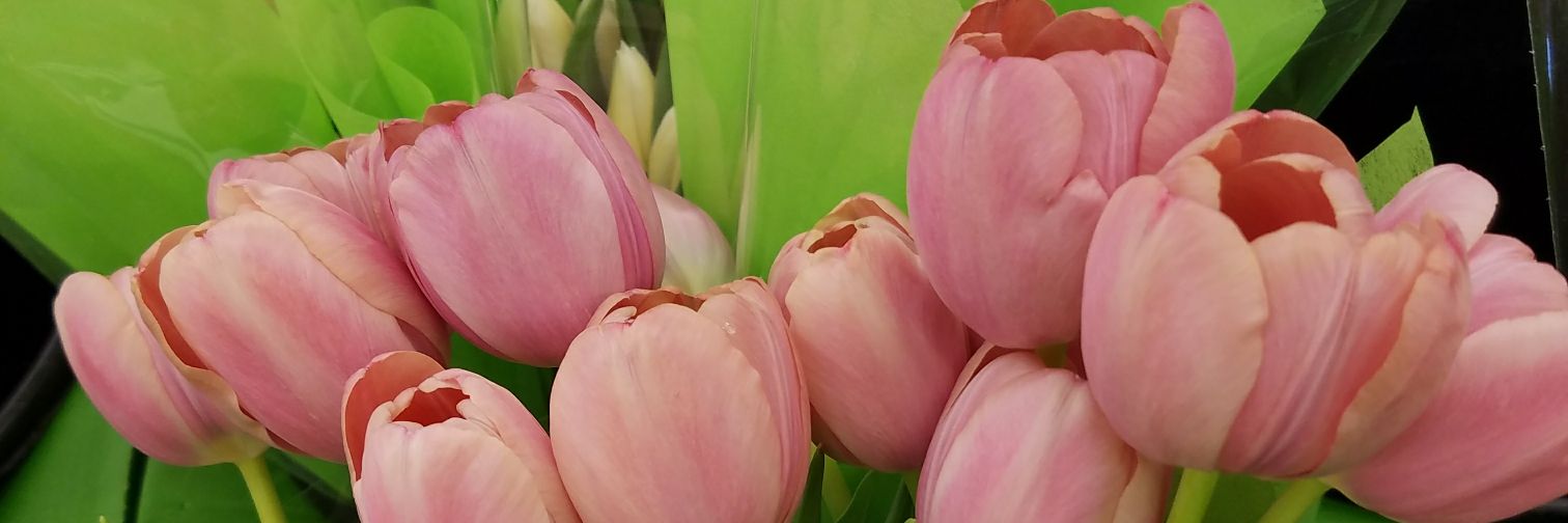 Sally_Snow_Drop's profile banner image
