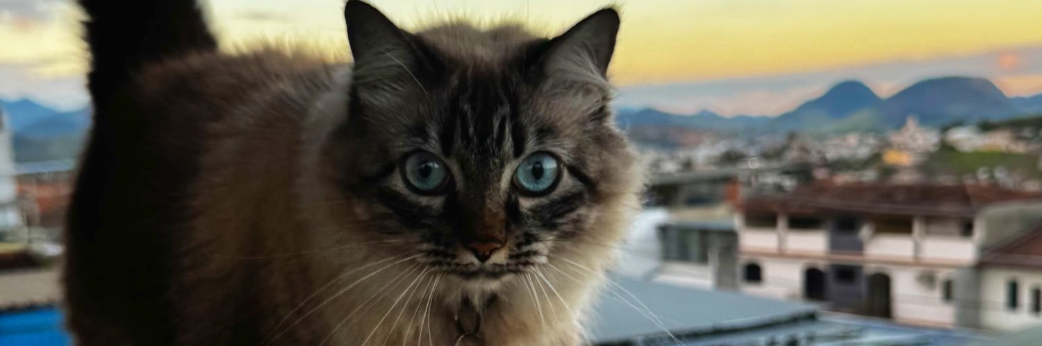 wtfmbru's profile banner image