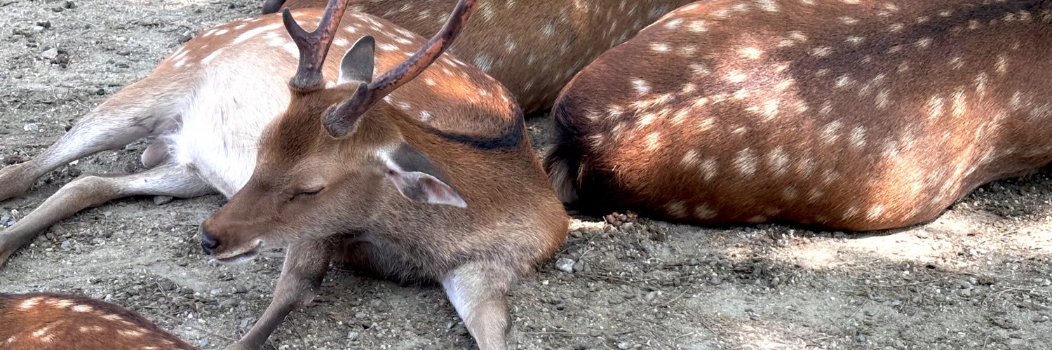 まつじ / matsuji banner