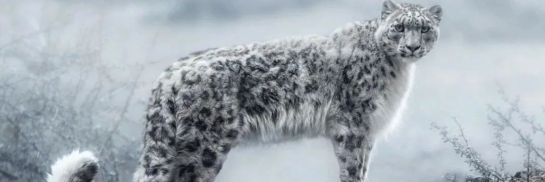 BUBUlozio's profile banner image