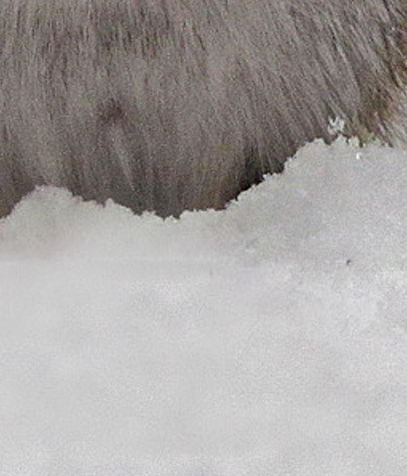 ollonid's profile banner image