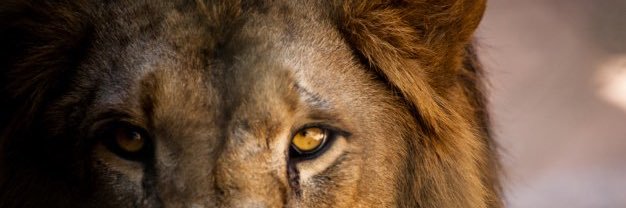 Spencer Sutton banner