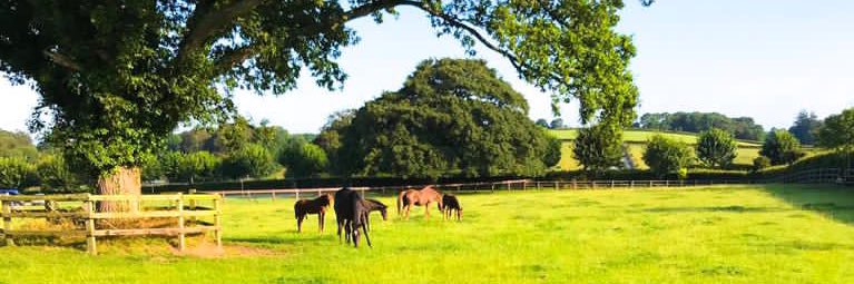 Knockenduff Stud - George Kent banner