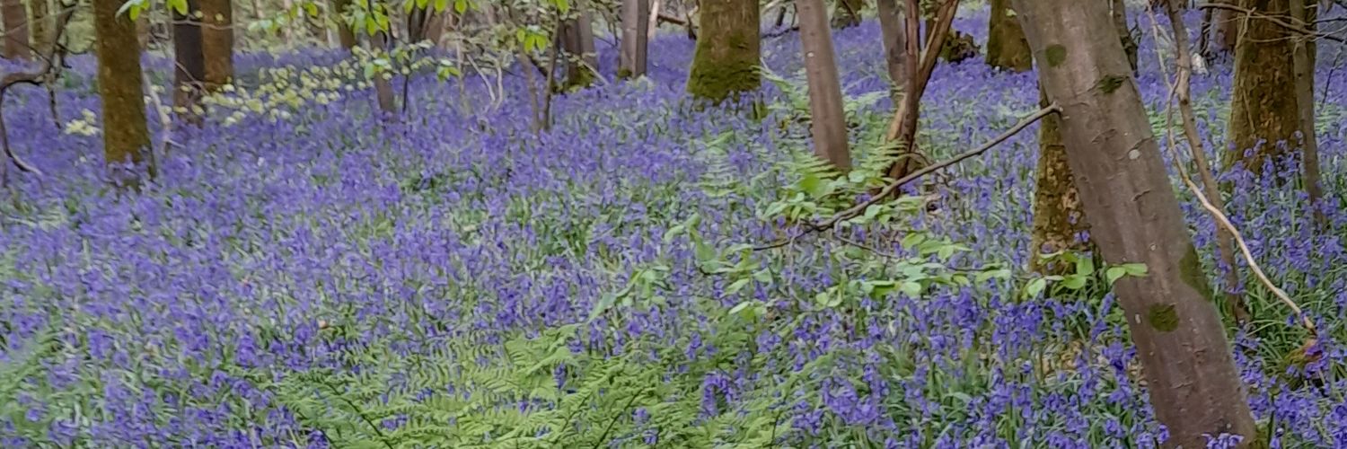 Wunt be Druv 💜🤍💚 🌻🐇 banner