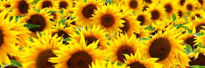 Britt_Brettt's profile banner image