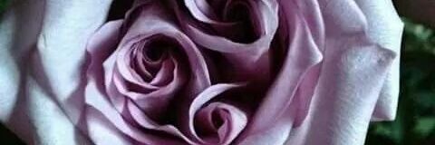 lisah_moreko's profile banner image