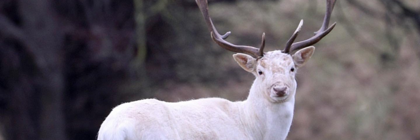 CPRE North and East Yorkshire banner