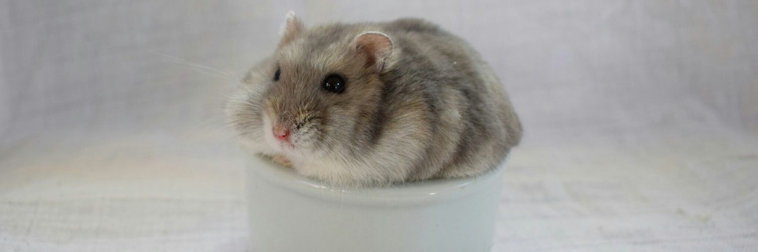 🌼 bug emperor 🐝 banner