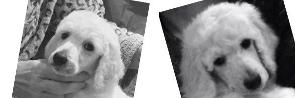 Ann McKeon Collins LCGI banner