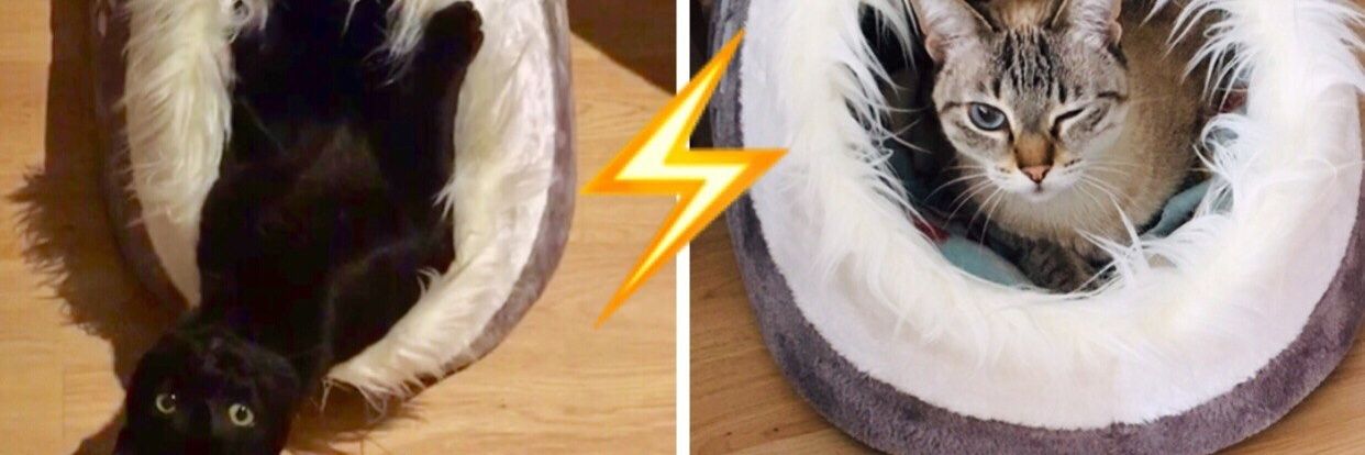 bruno cabanas banner