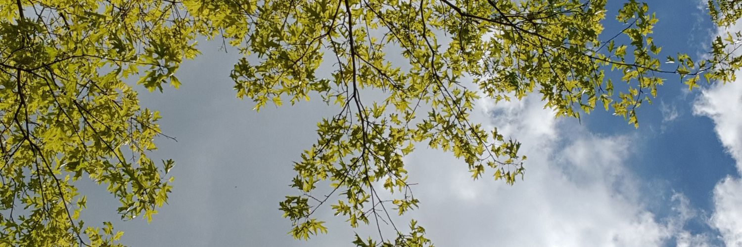 FraggedLew's profile banner image