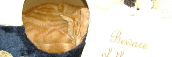 Percy_Purrin's profile banner image