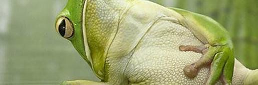 thewise_frog's profile banner image