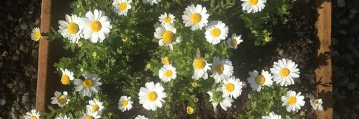 MFeernandaaRH's profile banner image