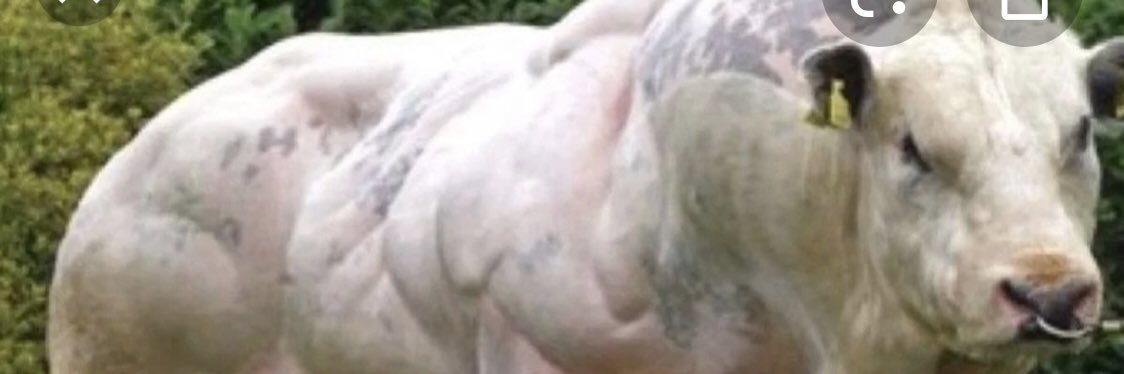 hotbeefguy's profile banner image