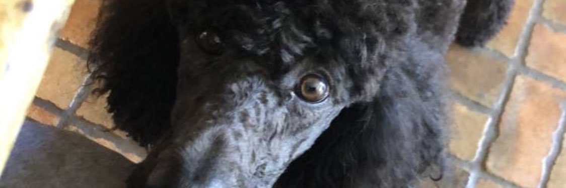 adanielle96's profile banner image