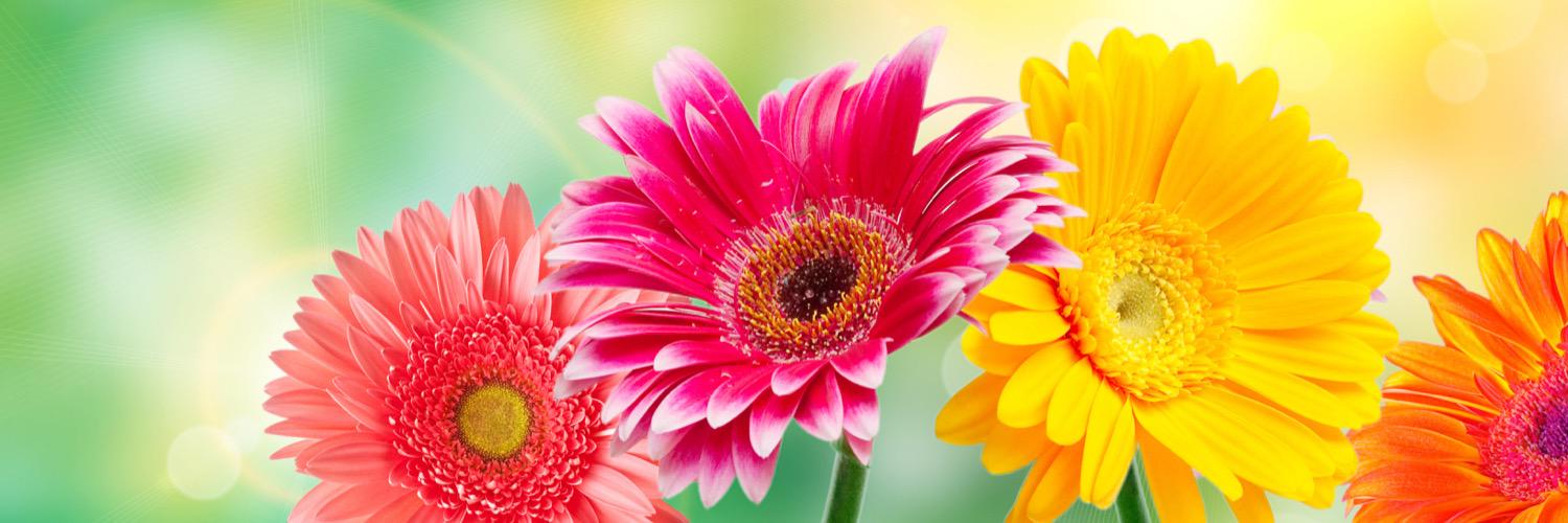 KaitFarley's profile banner image