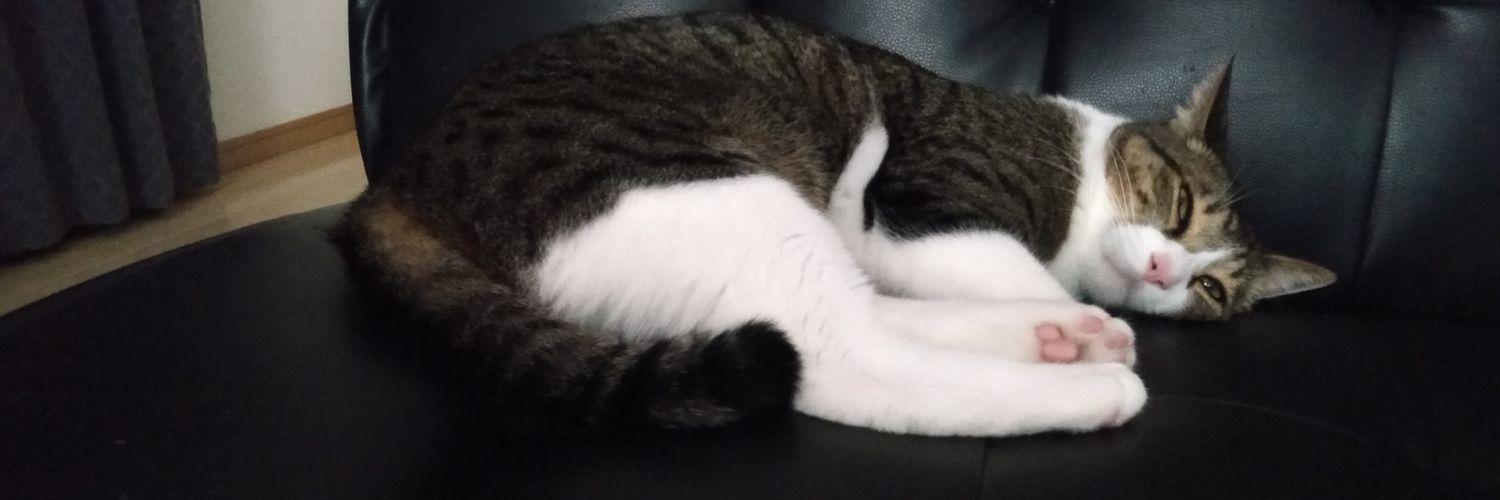 haru_nekos's profile banner image