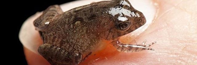 frogbuey's profile banner image