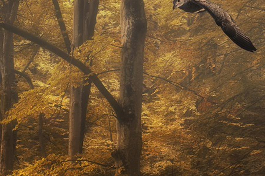 bracaunicem's profile banner image
