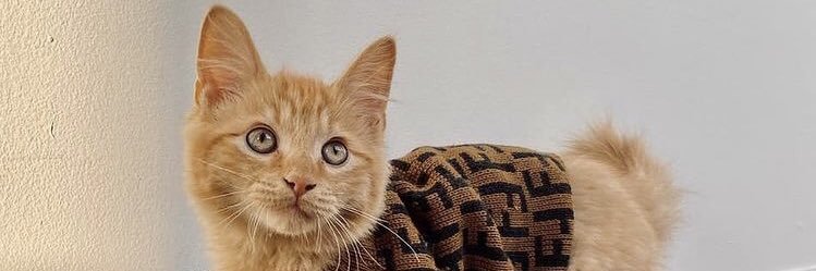palmtreetam's profile banner image