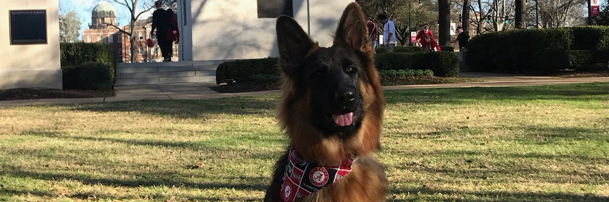 troysims8's profile banner image