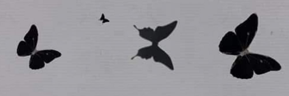 🦋DEM🦋 banner