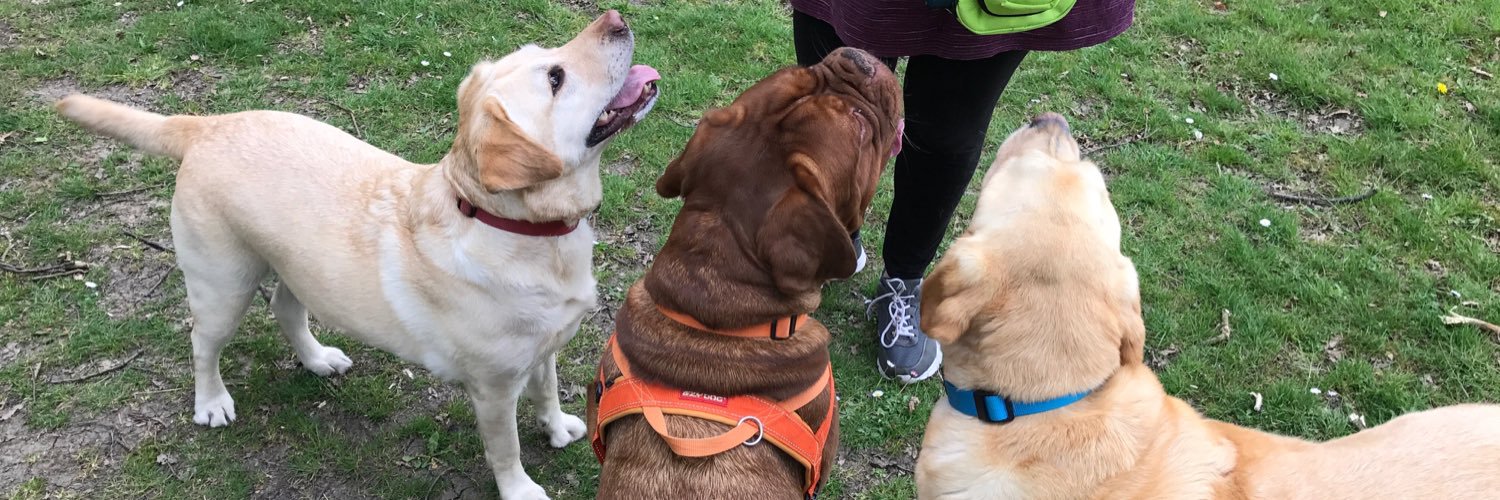MurphyLabrador's profile banner image