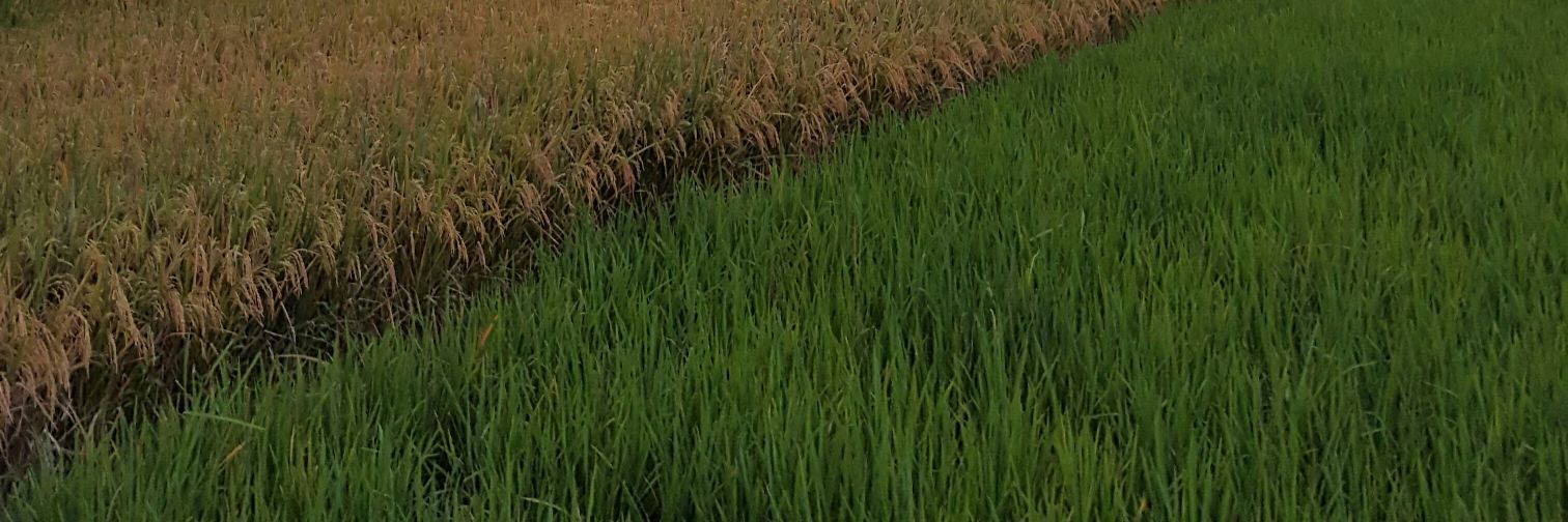sumardjo5's profile banner image