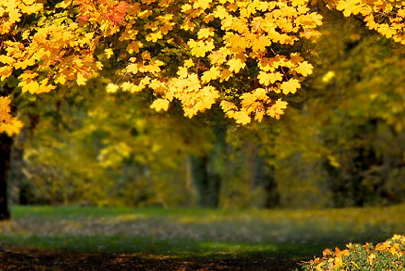 marepertcl's profile banner image