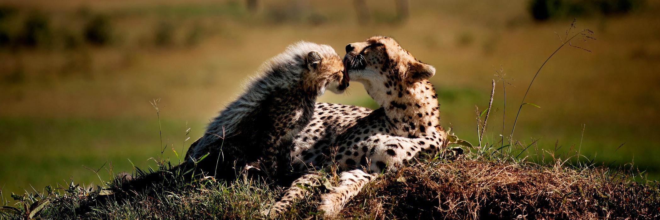 KilimaTravels's profile banner image