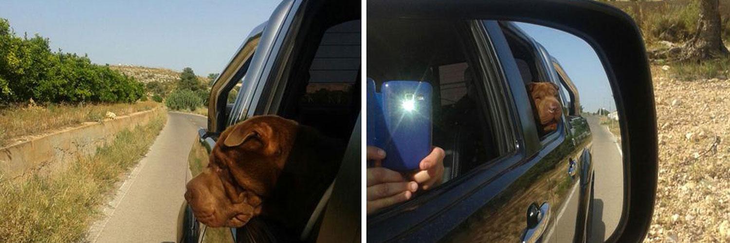 TuSharPei's profile banner image