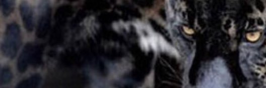 KIR58's profile banner image