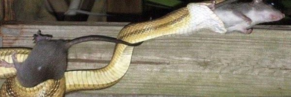 DGunnersFc Profile Banner