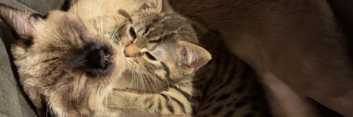 𝒜𝓈𝓊𝓃𝒶 banner