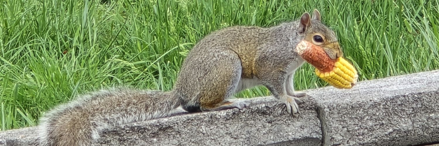 Martin Scorsrayse banner