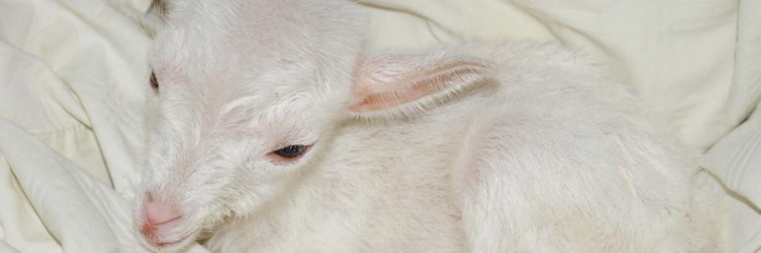 h000neybee's profile banner image