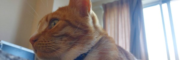 ZetSiems Profile Banner