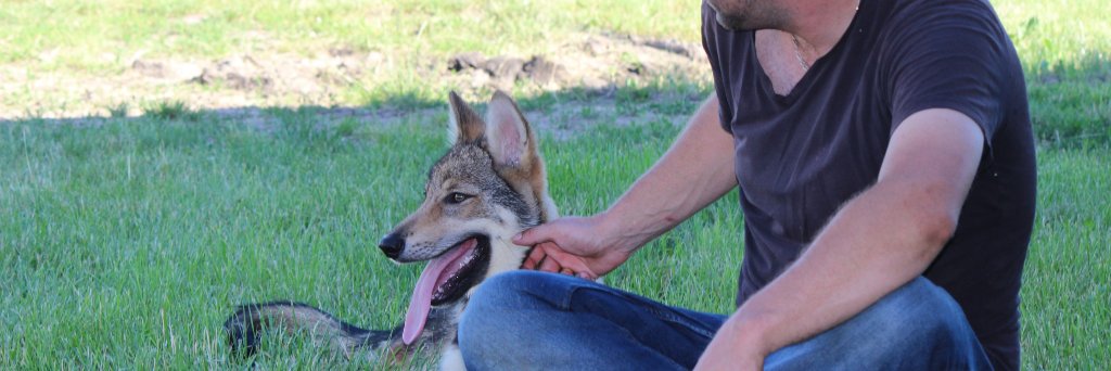 wolfdogbehavior's profile banner image