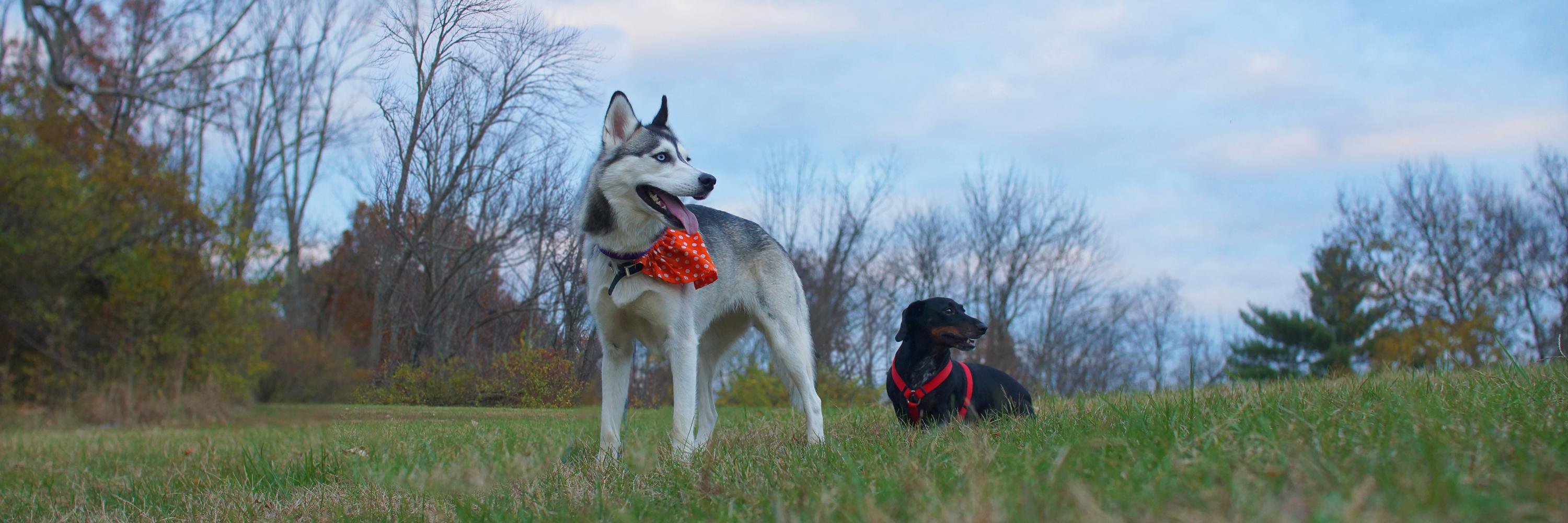 PawRecord's profile banner image