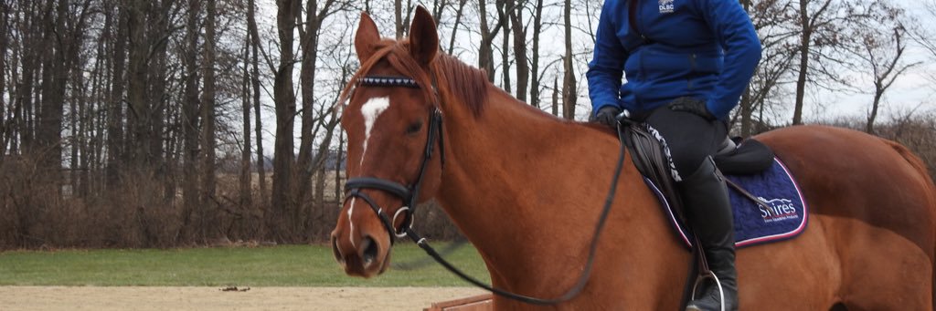loveshorsesoh's profile banner image
