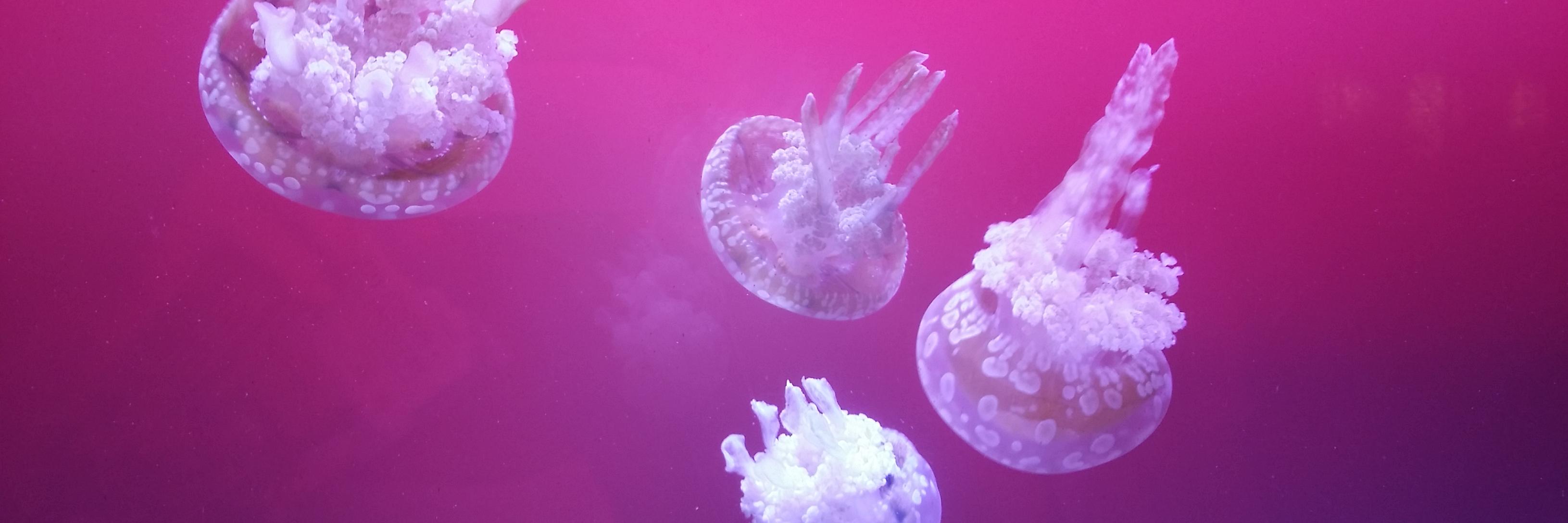 Ellenor Devine banner