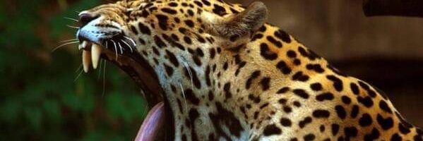 kat_str8's profile banner image
