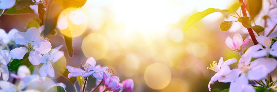 NYSFDA's profile banner image