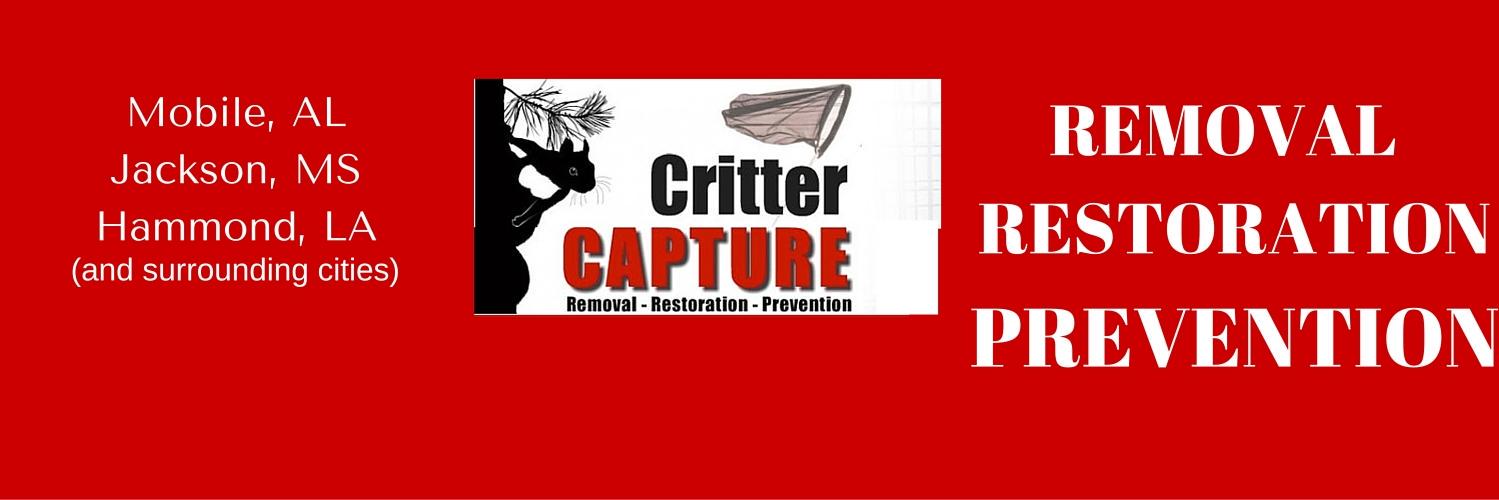 critter_capture's profile banner image