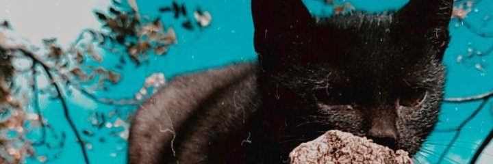 Juliannnenne's profile banner image