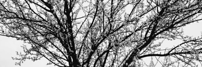 oqlook's profile banner image